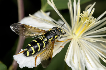 Image showing chrysotoxum arcuatum