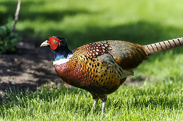 Image showing common pheasant, phasianus colchicus