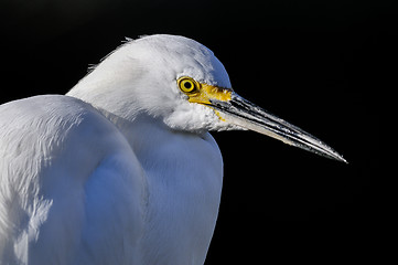 Image showing snowy egret, egretta thula