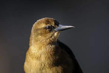 Image showing boat-tailed grackle,  quiscalus major