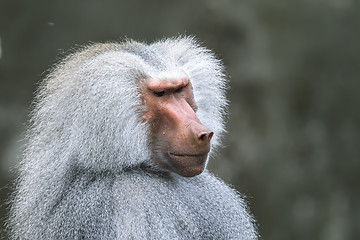 Image showing hamadryas baboon, papio hamadryas