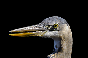 Image showing great blue heron, ardea herodias