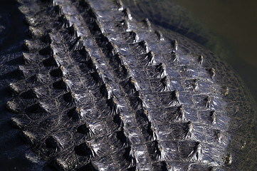 Image showing alligator mississippiensis, american alligator