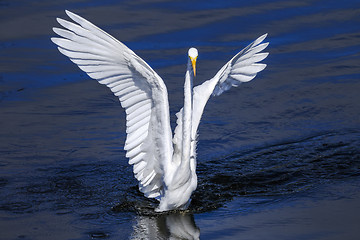 Image showing ardea alba, great egret