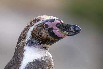 Image showing humboldt penguin, spheniscus humboldti