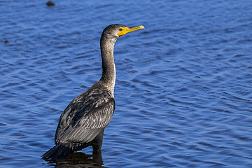 Image showing double-crested cormorant, phalacrocorax auritus