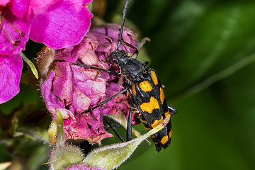 Image showing four-banded longhorn beetle, leptura quadrifasciata