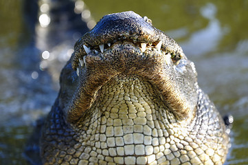 Image showing alligator mississippiensis, american alligator