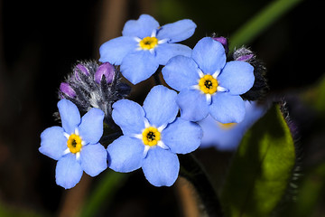 Image showing myosotis sylvatica