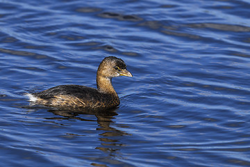 Image showing pied-billed grebe, podilymbus podiceps