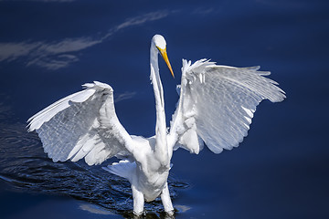 Image showing ardea alba, great egret