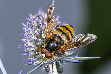 Image showing volucella inanis