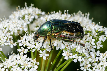 Image showing rose chafer, cetonia aurata