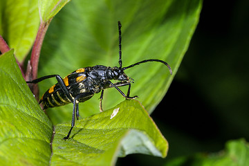 Image showing four-banded longhorn beetle, leptura quadrifasciata