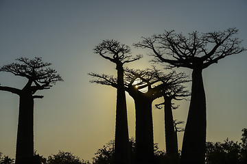 Image showing baobab avenue, menabe