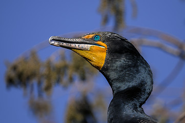 Image showing double-crested cormorant, phalacrocorax auritus
