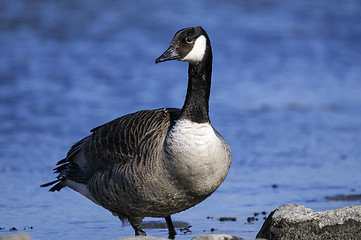 Image showing canada goose, branta canadensis