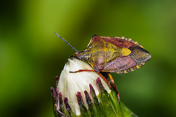 Image showing carpocoris purpureipennis