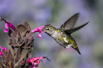 Image showing anna\'s hummingbird, calypte anna