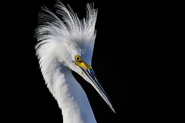 Image showing snowy egret, egretta thula