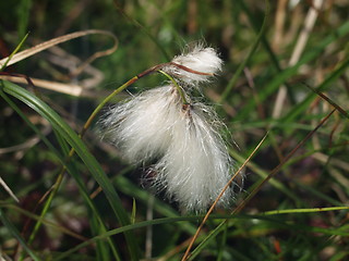 Image showing Cotton grass_21.07.2002