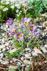 Image showing Stone garden with pasque flower 