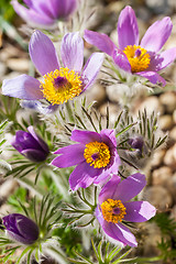 Image showing Detail of  pasque flower 