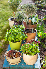 Image showing Flower pots