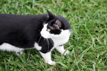 Image showing Cat