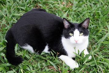 Image showing Cat