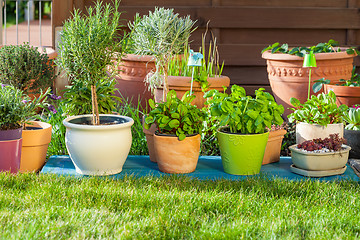 Image showing Flower pots