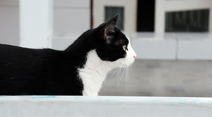 Image showing Cat