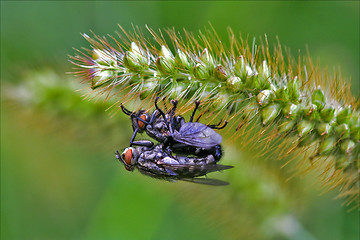 Image showing  two wild fly  diptera  having sex