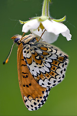 Image showing side of wild brown white orange butterfly   