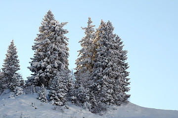 Image showing Trees covered with snow