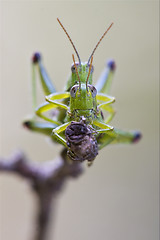 Image showing front close  of two grasshopper having sex 