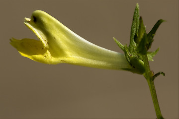 Image showing  yellow flower medicago falcata leguminose