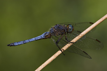 Image showing side of wild  blue  black dragonfly