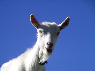 Image showing Goat