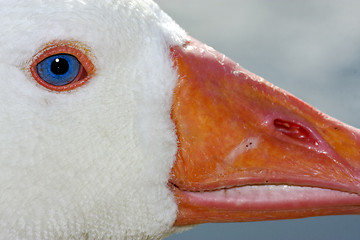 Image showing white duck whit blue eye in buenos aires