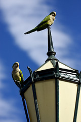 Image showing  parrots  in  buenos aires 