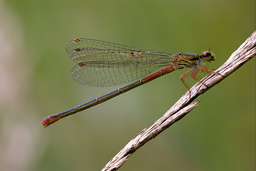 Image showing  red black dragonfly coenagrion puella 