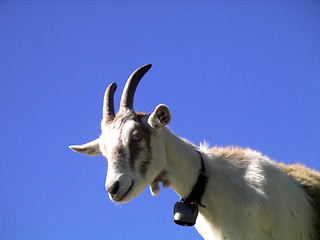 Image showing Goat