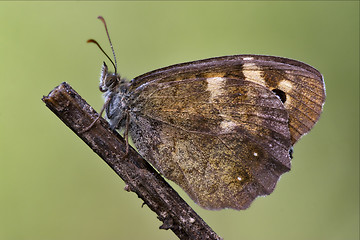 Image showing side of  orange butterfly  in the bush