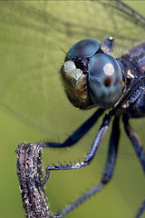 Image showing head of wild blue dragonfly