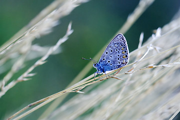 Image showing  blue orange  butterfly 