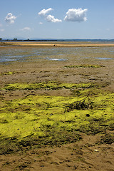 Image showing  cloudy seaweed in indian ocean