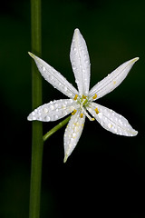 Image showing white flower allium ursinum