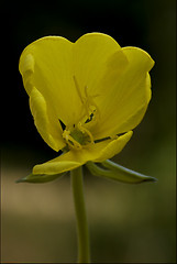 Image showing  flower oenothera biennis