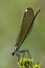 Image showing coenagrion puella 